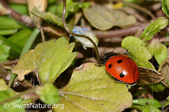 Photo: Coccinella septempunctata. View from side back.