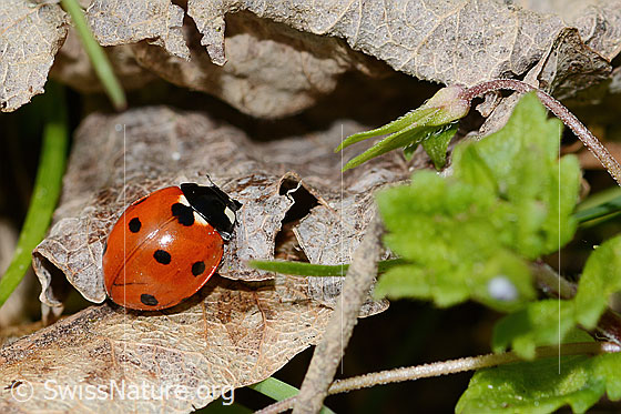Photo: Coccinella septempunctata. View from diagonally above.