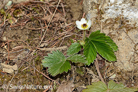 Photo: Fragaria vesca. Whole plant (habit).