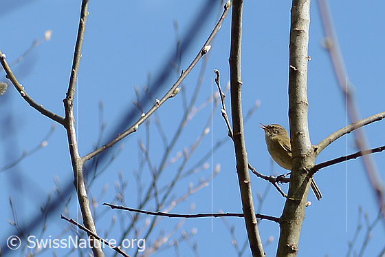 Photo: Phylloscopus collybita. Sitting on a branch and singing. View from the side.