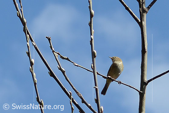 Photo: Phylloscopus collybita. Sitting on a branch. View from the front, slightly from the side and from below.