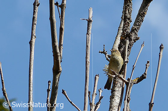 Photo: Phylloscopus collybita. Sitting on a branch. View from the front, looking up.