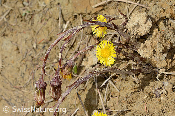 Photo: Tussilago farfara. Whole plant (habit).