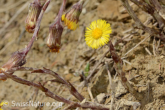 Photo: Tussilago farfara. Blossom and stem. View from the side.