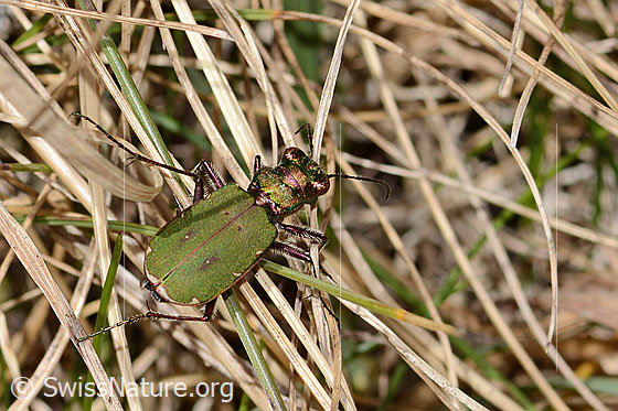 Photo: Cicindela campestris. View from the side above.