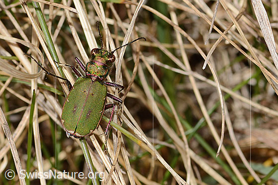 Photo: Cicindela campestris. View from above.