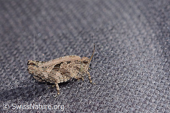 Tetrix tenuicornis