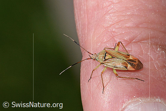Actinonotus pulcher (Weichwanze) Actinonotus pulcher (Weichwanze)