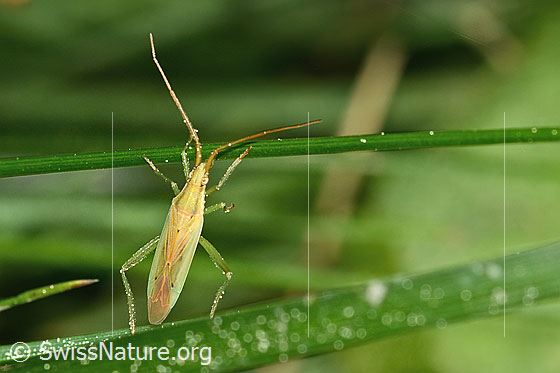 Foto: Glattköpfige Schmalwanze (Stenodema laevigata). Länge 7.6 - 9.2mm. Weibchen. Ansicht von oben.