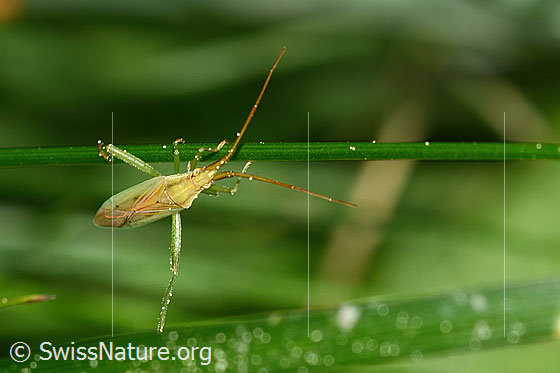 Foto: Glattköpfige Schmalwanze (Stenodema laevigata). Länge 7.6 - 9.2mm. Weibchen. Ansicht von oben.