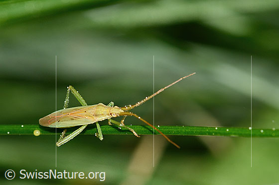 Photo: Stenodema laevigata. Length 7.6 - 9.2mm. Female. View from diagonally above.