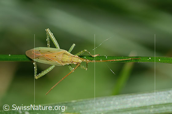 Foto: Glattköpfige Schmalwanze (Stenodema laevigata). Länge 7.6 - 9.2mm. Weibchen. Ansicht von oben.