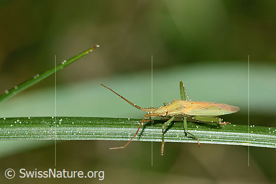 Foto: Glattköpfige Schmalwanze (Stenodema laevigata). Länge 7.6 - 9.2mm. Weibchen. Ansicht von seitlich oben.