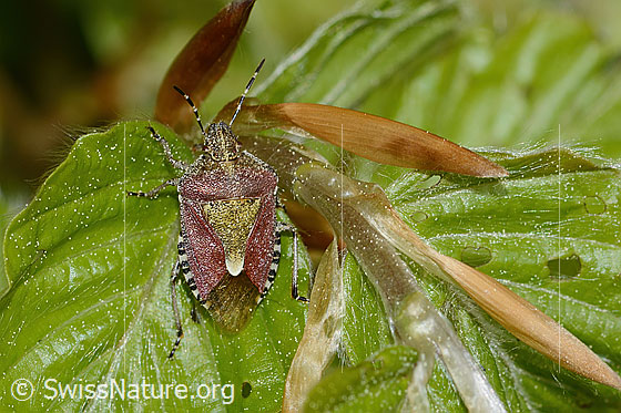 Photo: Dolycoris baccarum. Length 10 - 12mm. View from above.