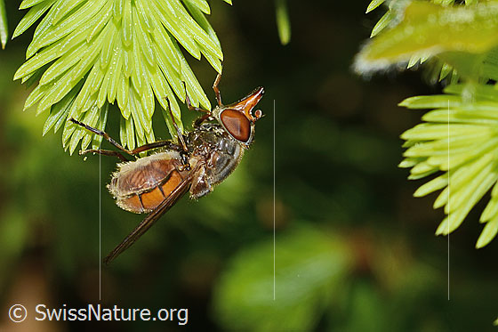 Photo: Rhingia campestris. Length 8 - 11mm. View from the side.