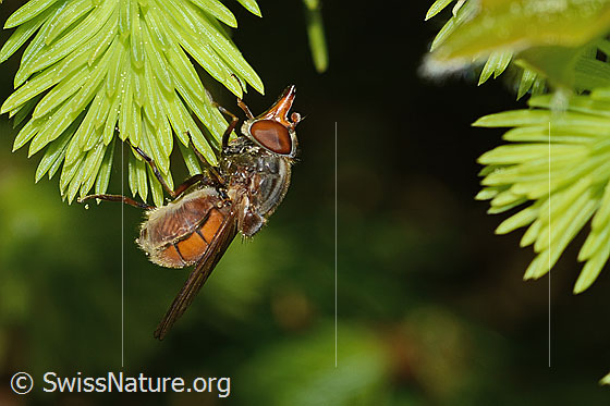 Photo: Rhingia campestris. Length 8 - 11mm. View from the side.