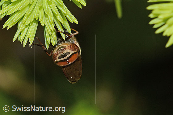 Photo: Rhingia campestris.  Length 8 - 11mm. View from behind.