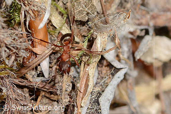 Photo: Formica rufa. Length 8mm. View from top front. 