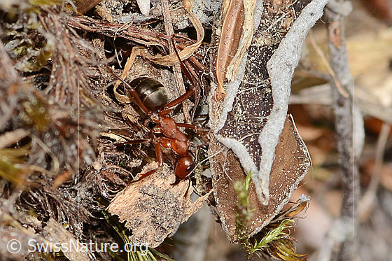Photo: Formica rufa. Length 8mm. View from the side above. 