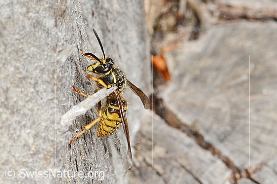 Photo: Dolichovespula saxonica. Length 15 - 18mm. Queen. View from the side.