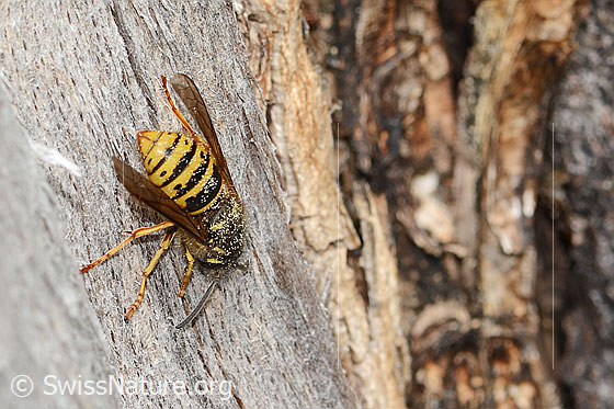 Photo: Dolichovespula saxonica. Length 15 - 18mm. Queen. View from behind top.
