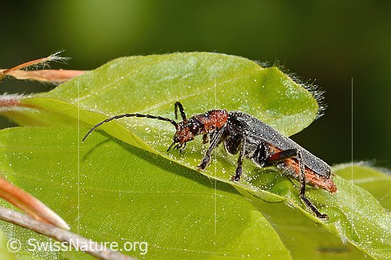 Photo: Cantharis rustica. Length 12 - 15mm. View from the side.