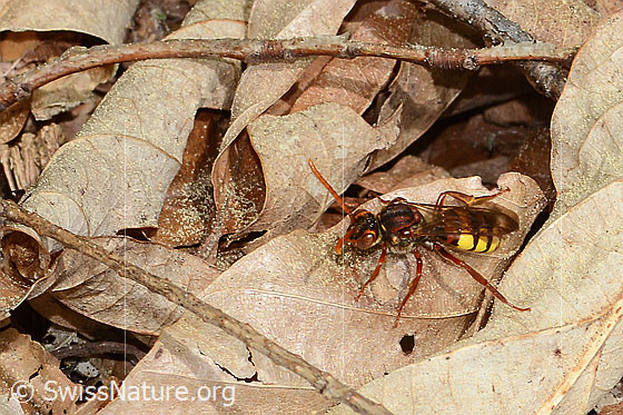 Photo: Probably Nomada flava. Length 10 - 14mm. Female. View from diagonally above.