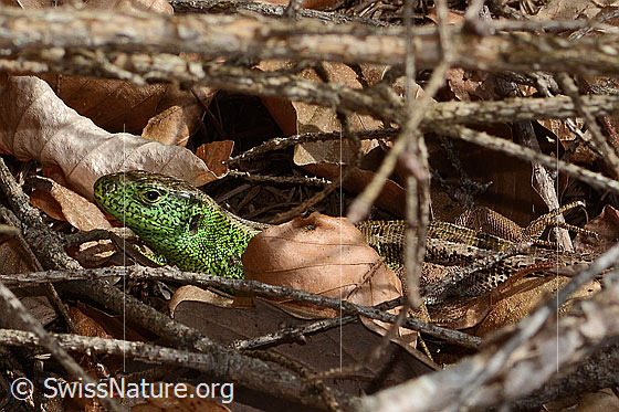 Photo: Lacerta agilis. Male. Head and body. Side view.