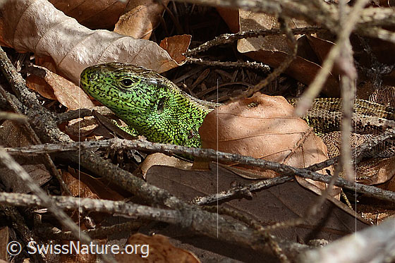Photo: Lacerta agilis. Male. Head and part of the body. View from the side.