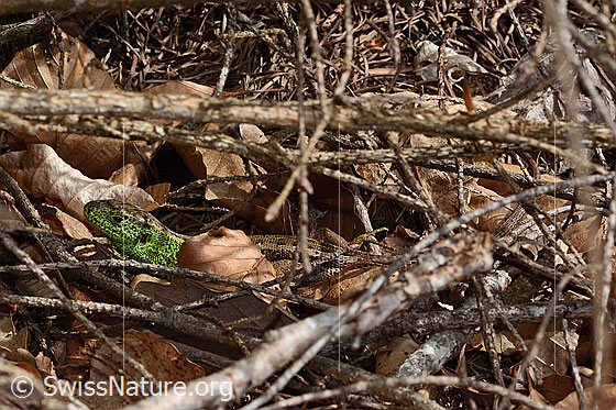 Photo: Lacerta agilis. Male. Head, body and tail. Side view.