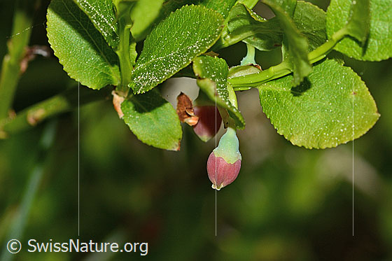 Photo: Vaccinium myrtillus. Blossom and leaves. Plant height = 25 cm.