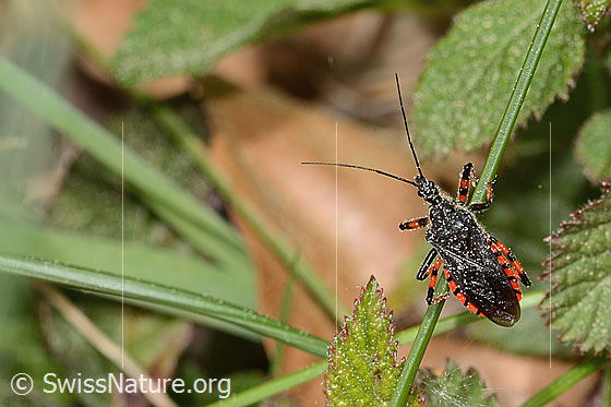 Photo: Rhynocoris annulatus. View from above.