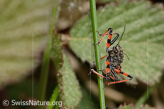 Photo: Rhynocoris annulatus. View from the front.