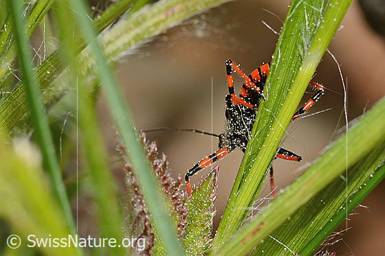 Photo: Rhynocoris annulatus. View from below.