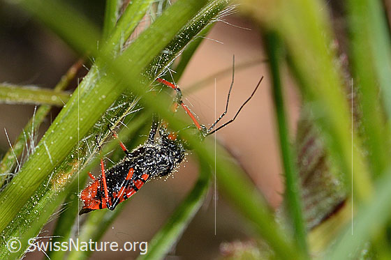 Photo: Rhynocoris annulatus. View from the side.