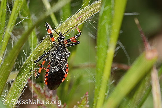 Photo: Rhynocoris annulatus. View from above.