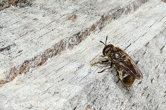 Microdon analis (Ameisenschwebfliege) Microdon analis (Ameisenschwebfliege)
