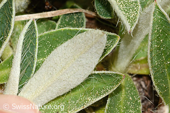 Photo: Hieracium pilosella. Leaf underside.