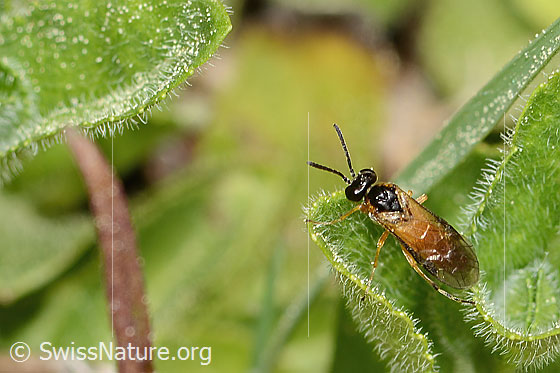 Photo: Probably Athalia circularis. Length 7 - 10mm. View from above.
