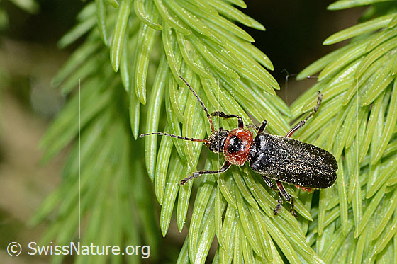 Photo: Cantharis rustica. Length 12 - 15mm. View from above.