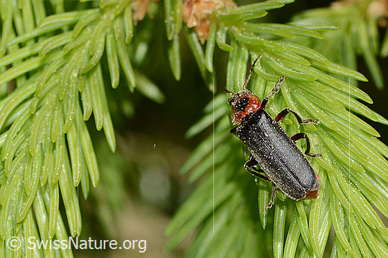 Photo: Cantharis rustica. Length 12 - 15mm. View from above.