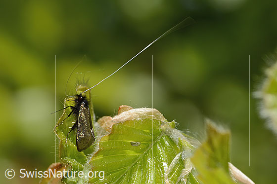 Photo: Probably Adela reaumurella. Male. View from the side.