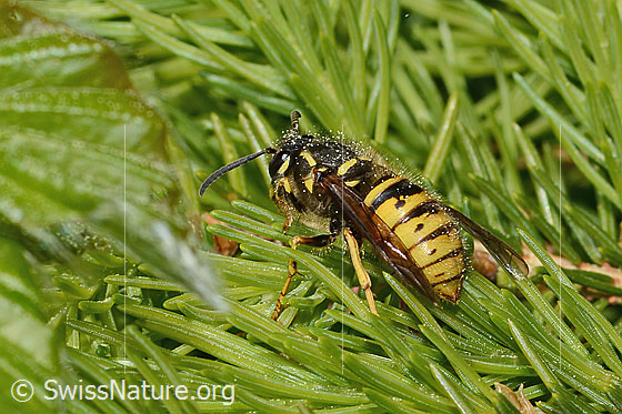 Sächsische Wespe (Dolichovespula saxonica) Sächsische Wespe (Dolichovespula saxonica)