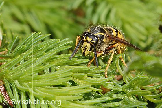Foto: Sächsische Wespe (Dolichovespula saxonica). Länge 15 - 18mm. Königin. Ansicht von vorne.