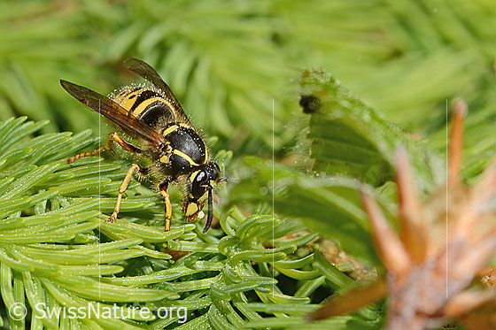 Photo: Dolichovespula saxonica. Length 15 - 18mm. Queen. View from the front top side.
