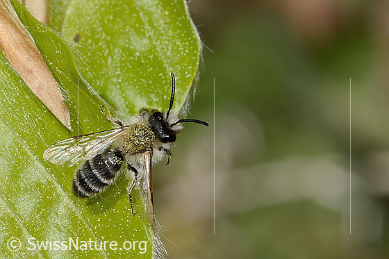 Photo: Probably Andrena gravida. Length 10mm. Male. View from above.