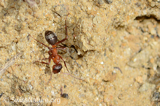 Foto: Rote Waldameise (Formica rufa). Länge 7mm. Ansicht von schräg oben.