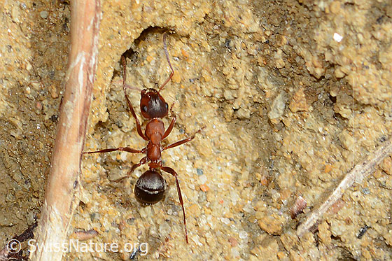 Foto: Rote Waldameise (Formica rufa). Länge 7mm. Ansicht von oben.
