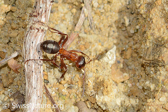 Foto: Rote Waldameise (Formica rufa). Länge 7mm. Ansicht von oben.