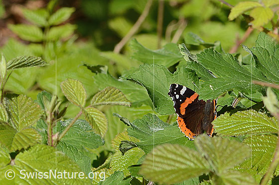 Photo: Vanessa atalanta. Wings half open. View diagonally from behind.